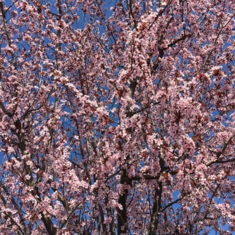 Maratona di Parigi: un’amore di maratona