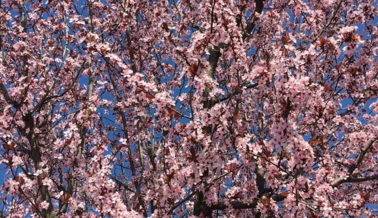 primavera