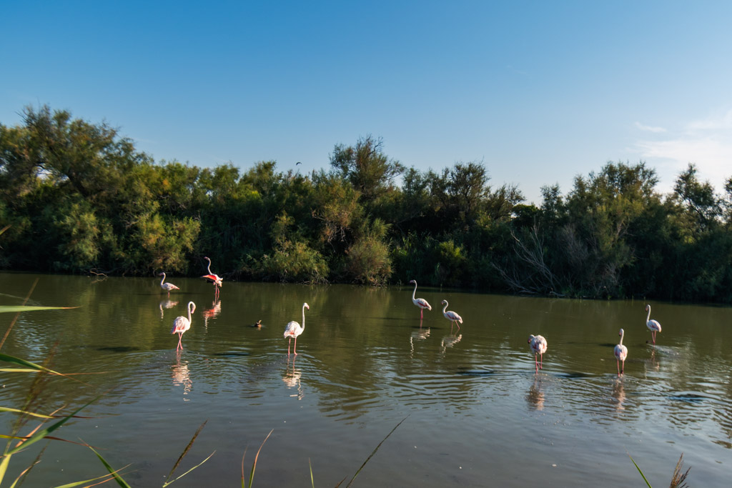 Itinerario Provenza e Camargue