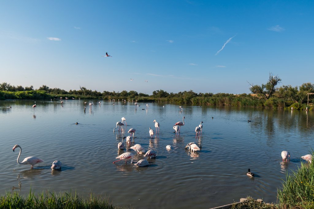 Itinerario Provenza e Camargue
